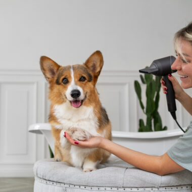 Importance of Regular Pet Grooming for Your Pet’s Health