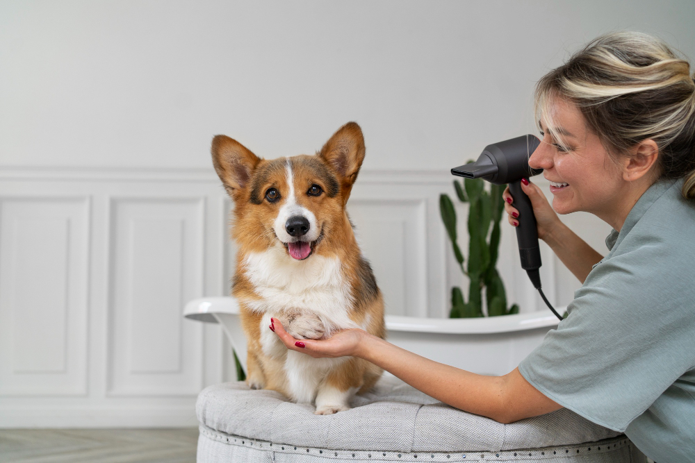 Importance of Regular Grooming for Your Pet's Health and Wellbeing